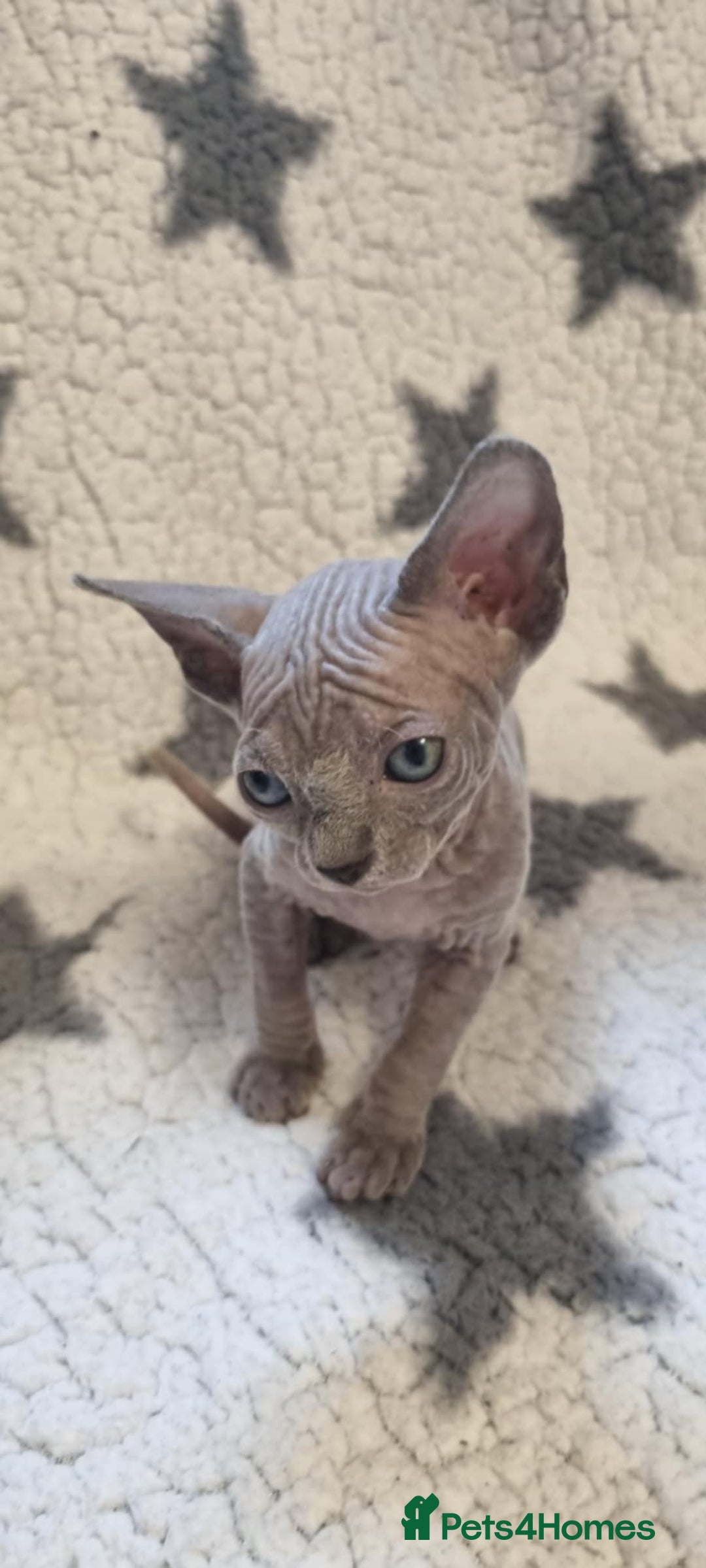 Sphynx cats for sale: Canadian sphynx - Image 7