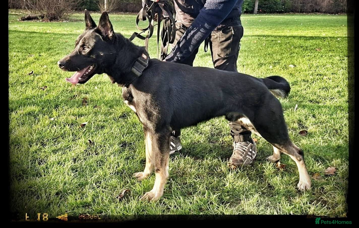 Mixed Breed dogs Mali X GSD - Advert 1