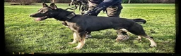 Mixed Breed dogs for sale: Mali X GSD in Wednesbury - Advert 1
