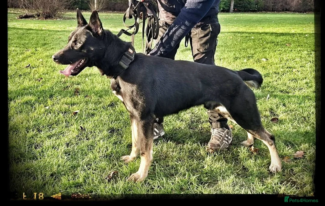 Mixed Breed dogs for sale: Mali X GSD in Wednesbury - Advert 1