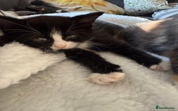 British Shorthair cats for sale: One boy and one girl ready - Image 13