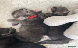 Maine Coon cats for sale: Maine Coon kittens - Advert 11