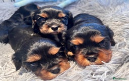 Cavalier King Charles Spaniel dogs for sale: Gorgeous KC Health tested cavalier puppies - Image 6