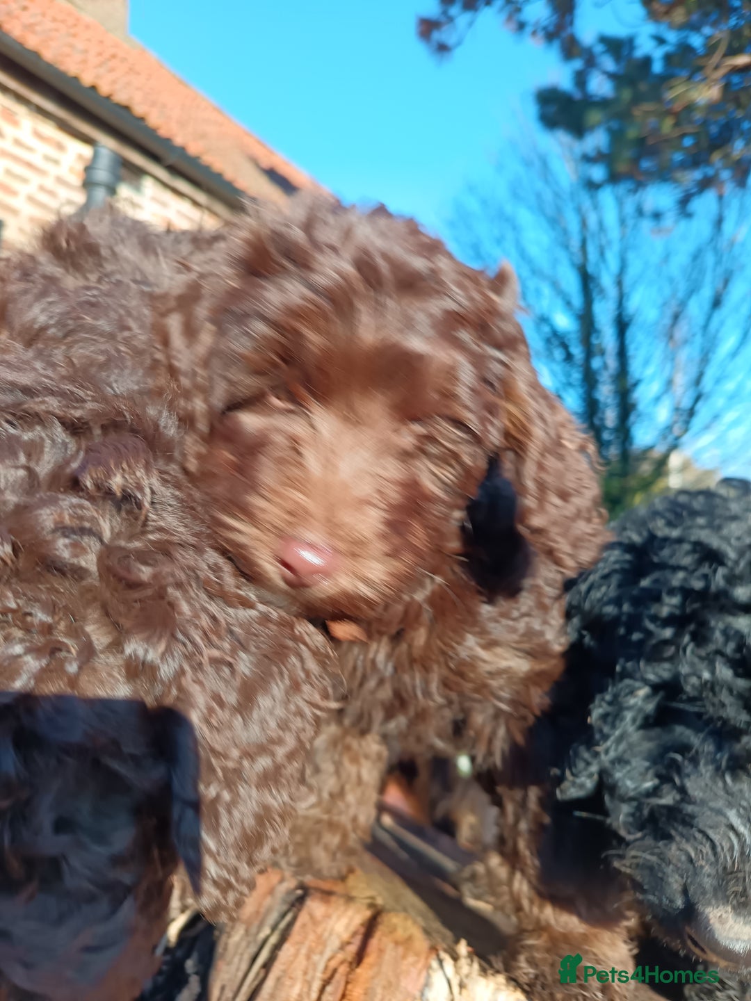 Australian Labradoodle dogs for sale: Health Tested ✔️ BOTH✔️ Parents HIP& ELBOW scored - Advert 14