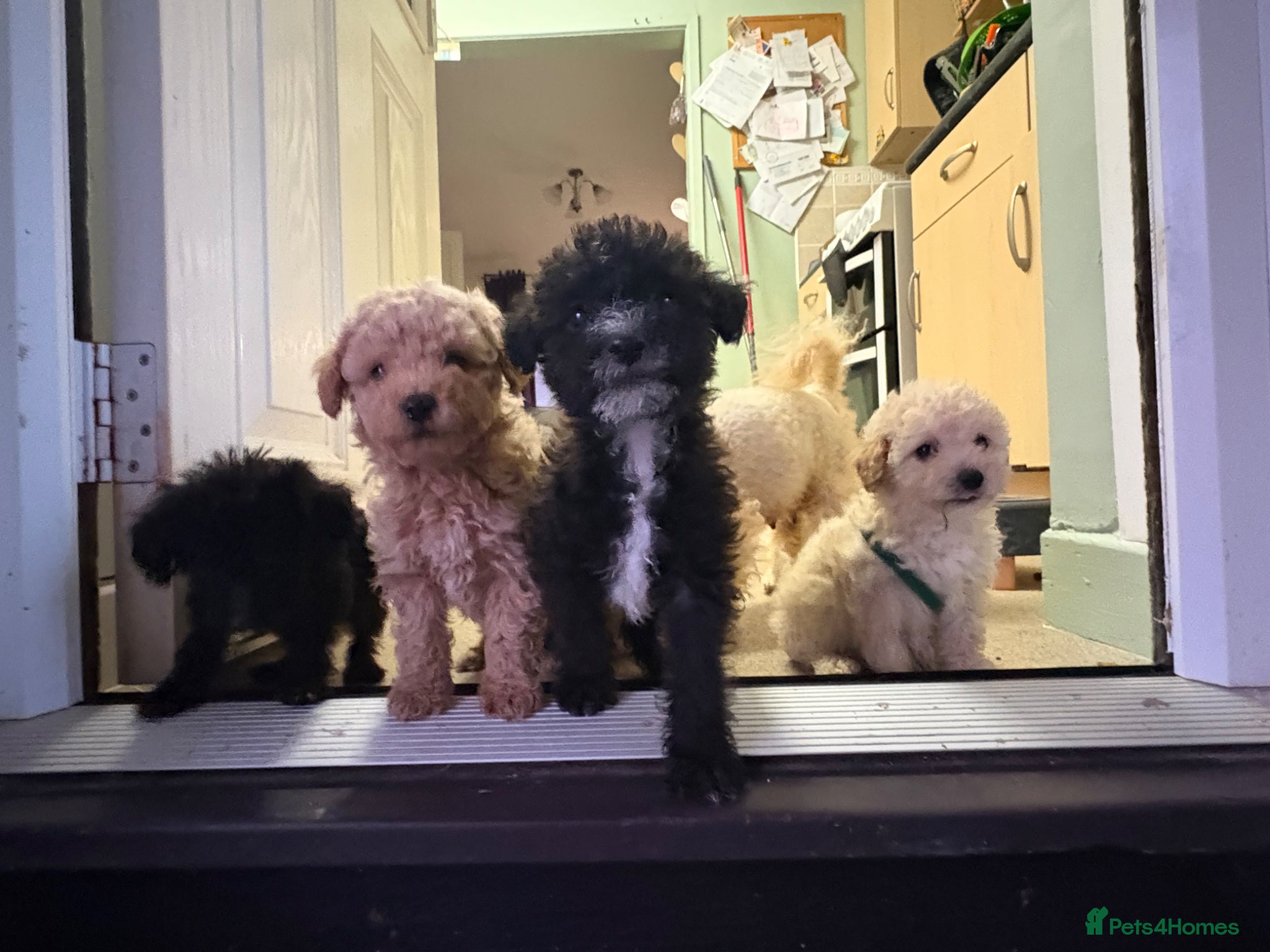 Jackapoo dogs Poodles 2 girls 1 boy  - Advert 1