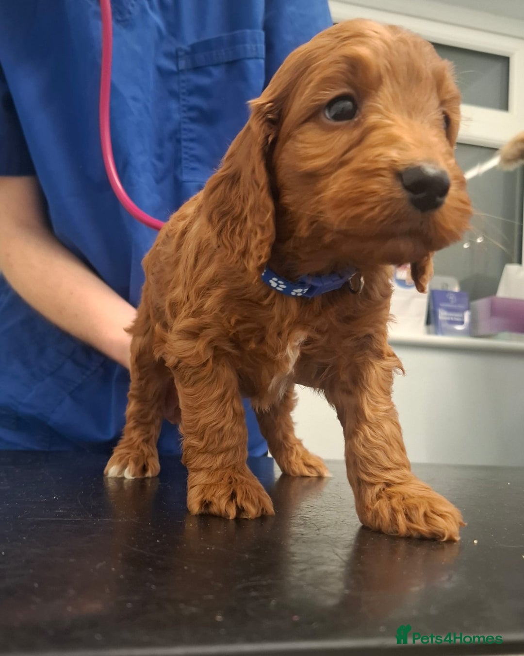 Cockapoo dogs for sale: Red cockerpoo pups  - Advert 6