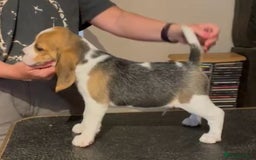 Beagle dogs for sale: KC Registered Beagle Pups in Llanwrtyd Wells - Image 24