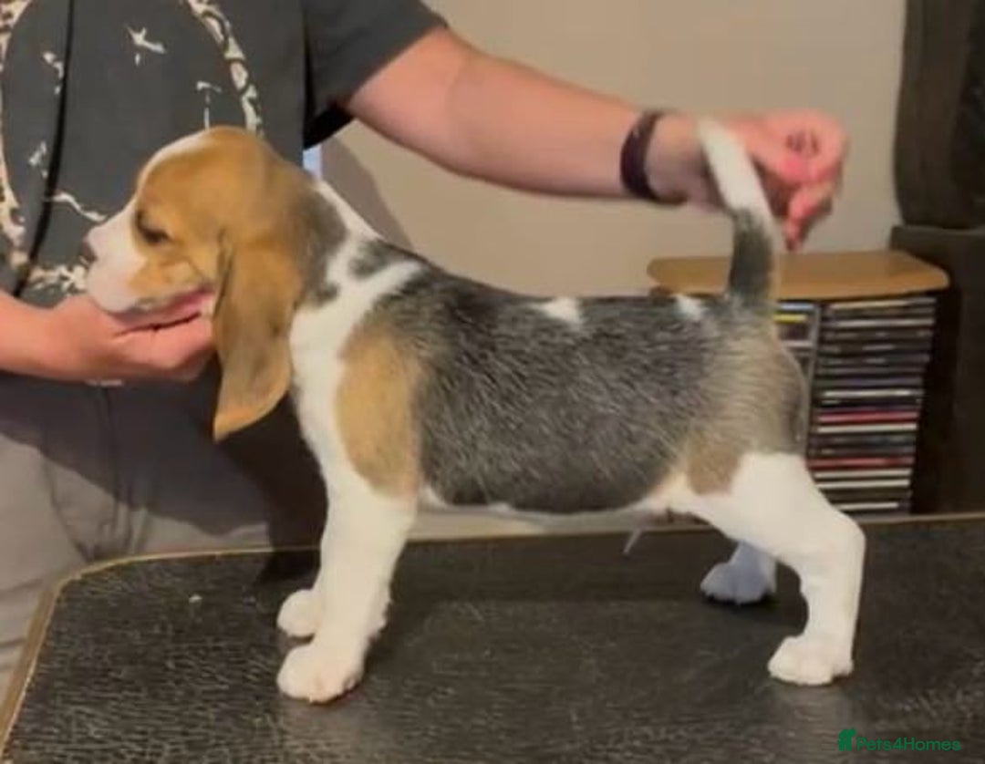 Beagle dogs for sale: KC Registered Beagle Pups in Llanwrtyd Wells - Image 24