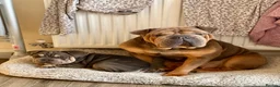 Mixed Breed dogs for sale: Velvet French bulldog boy  - Advert 24