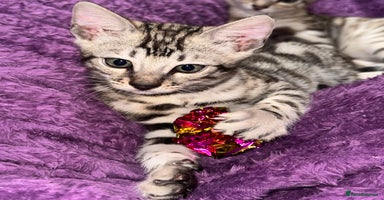 Bengal cats - Advert 11