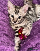 Bengal cats - Advert 11