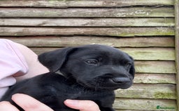 Labrador Retriever dogs for sale: KC Lab pups (from tested parents) REDUCED - Image 5
