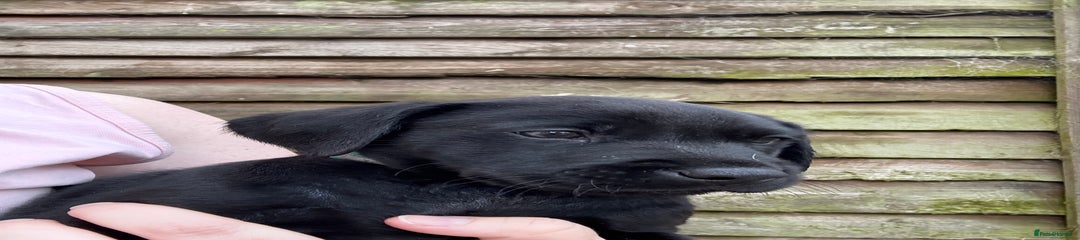 Labrador Retriever Puppy 3