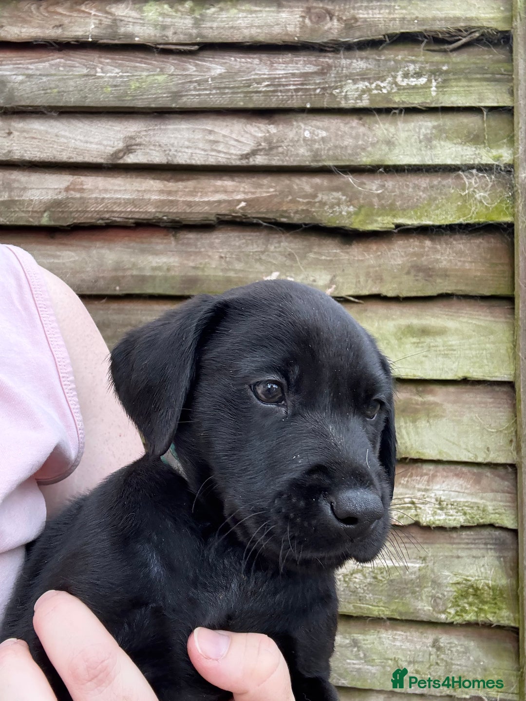Labrador Retriever dogs for sale: KC Lab pups (from tested parents) REDUCED - Image 5