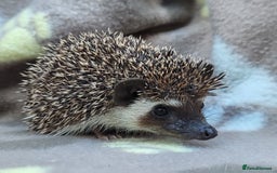 Pygmy Hedgehog rodents for sale: African Pygmy Hedgehog Hoglets  - Image 24