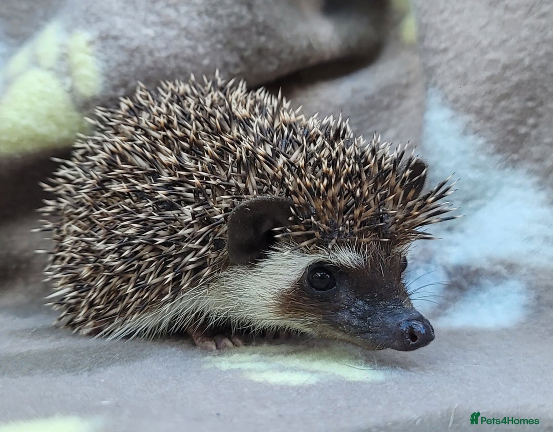 Pygmy Hedgehog rodents for sale: African Pygmy Hedgehog Hoglets  - Image 24