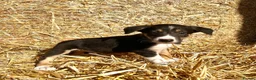 Border Collie dogs for sale: Stunning collie puppies for sale - Advert 6