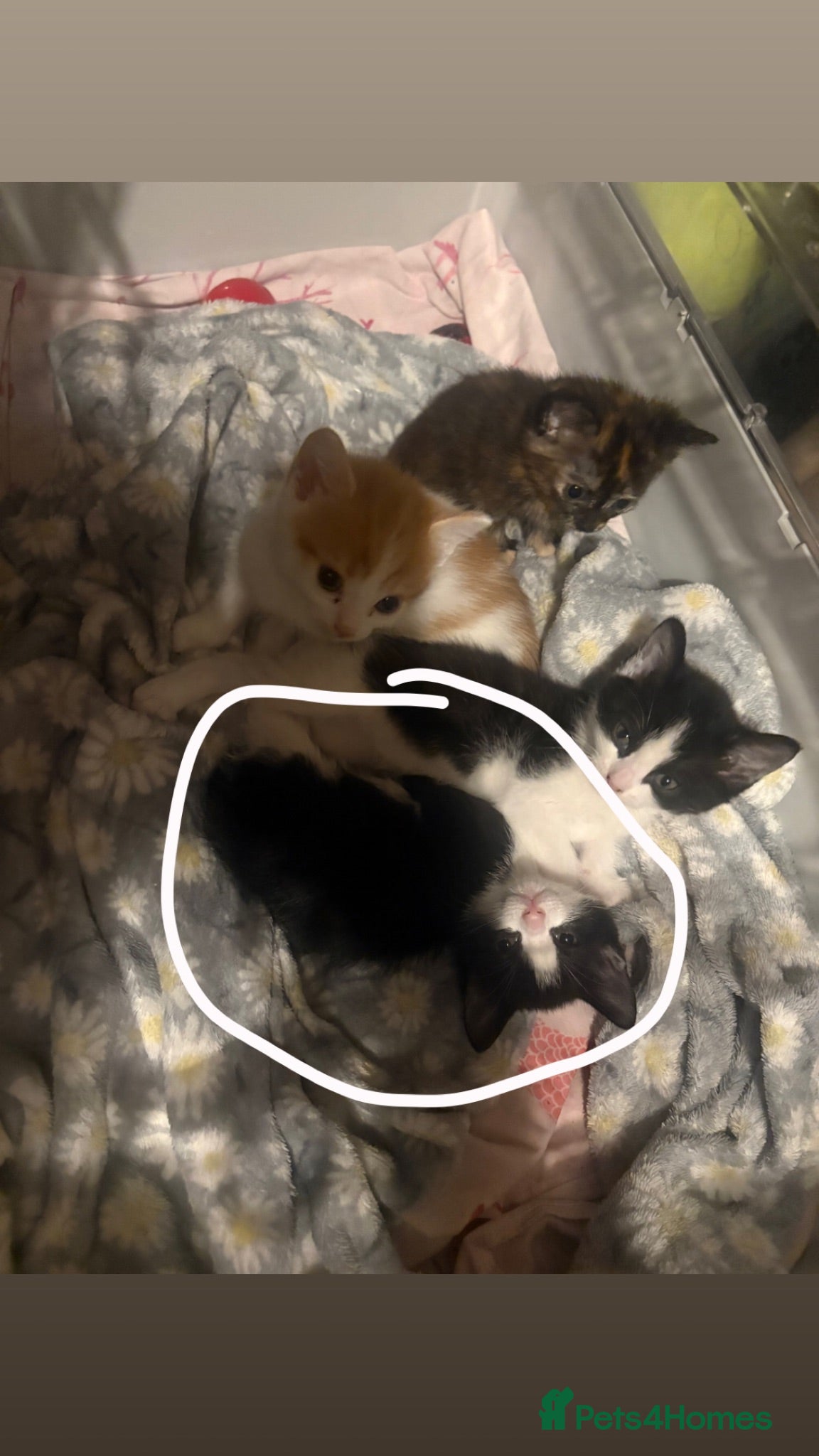 British Shorthair cats beautiful female black and white kitten x - Advert 1