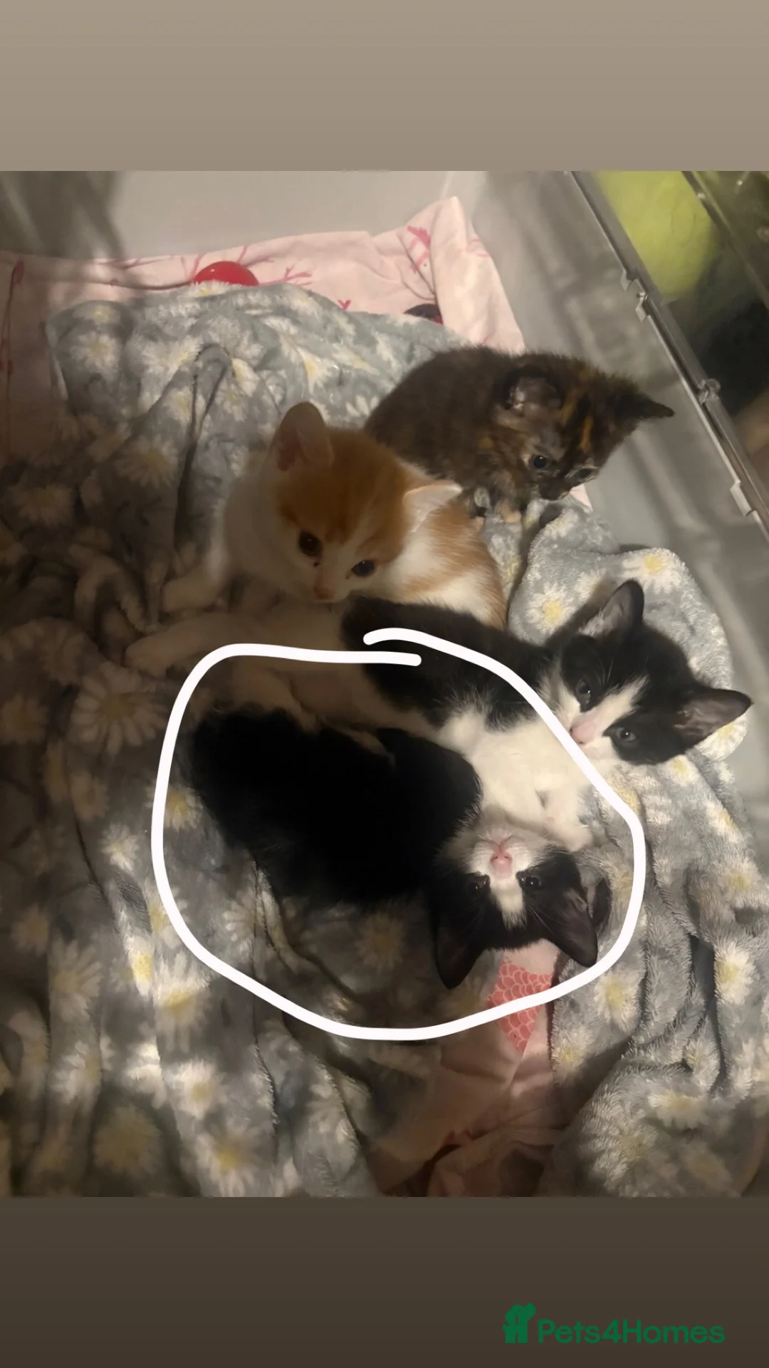 British Shorthair cats for sale: beautiful female black and white kitten x - Advert 1