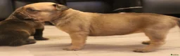 Mixed Breed dogs for sale: Bull herders  - Advert 5