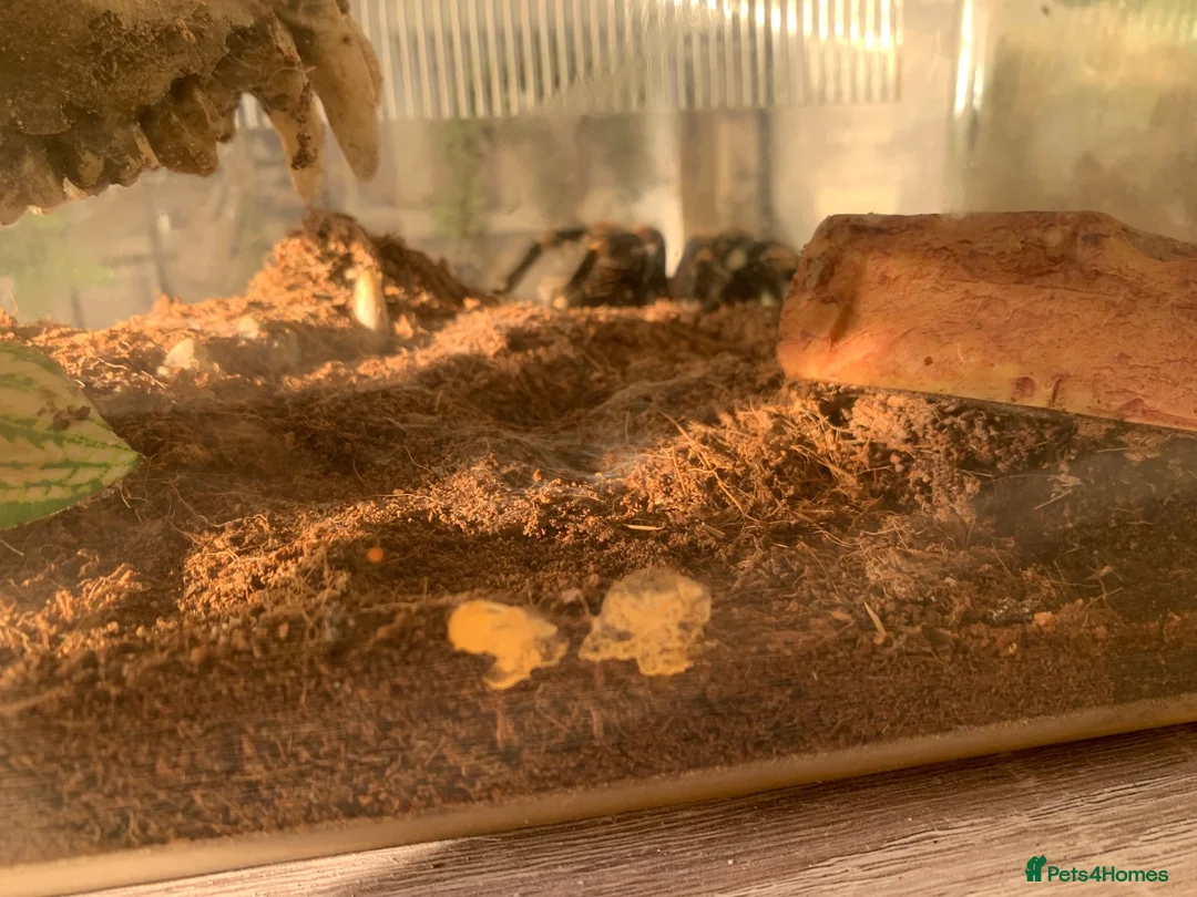 Tarantulas invertebrates for sale: Tarantulas for sale with set ups - Advert 2