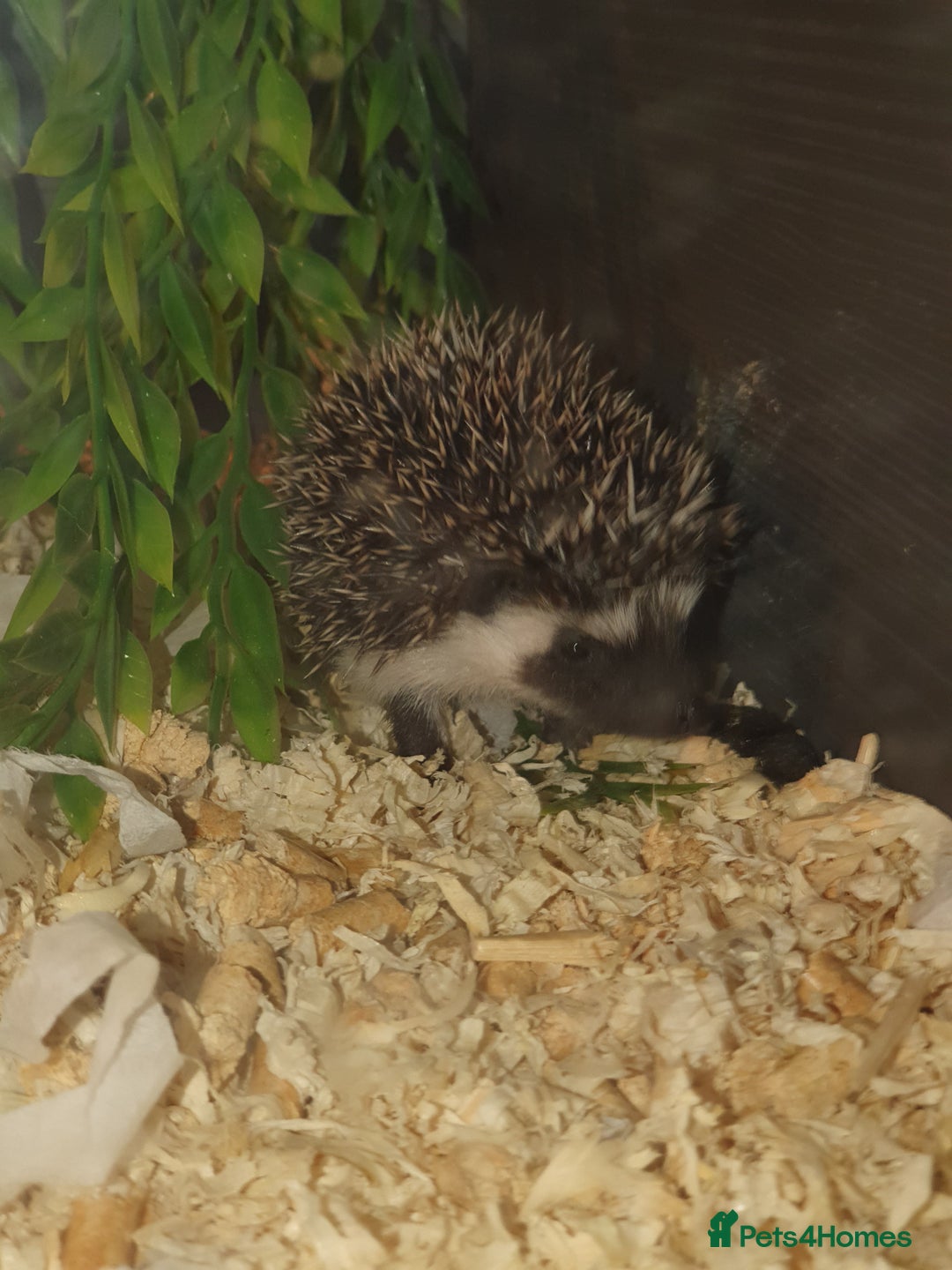 Pygmy Hedgehog rodents for sale: Unusual markings beautiful hoglets - Advert 1