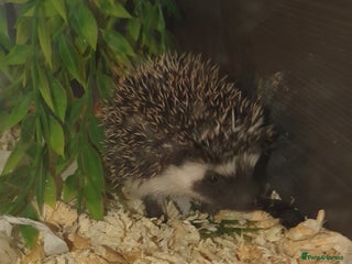 Pygmy Hedgehog rodents Unusual markings beautiful hoglets - Advert 6