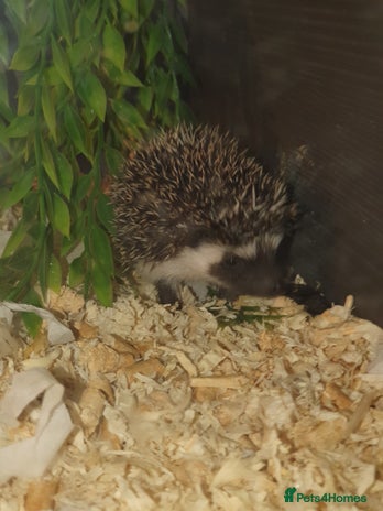 Pygmy Hedgehog rodents Unusual markings beautiful hoglets - Advert 1
