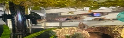 Rasboras fish for sale: X6 HarleQuin Rasboras  in Nottingham - Advert 3