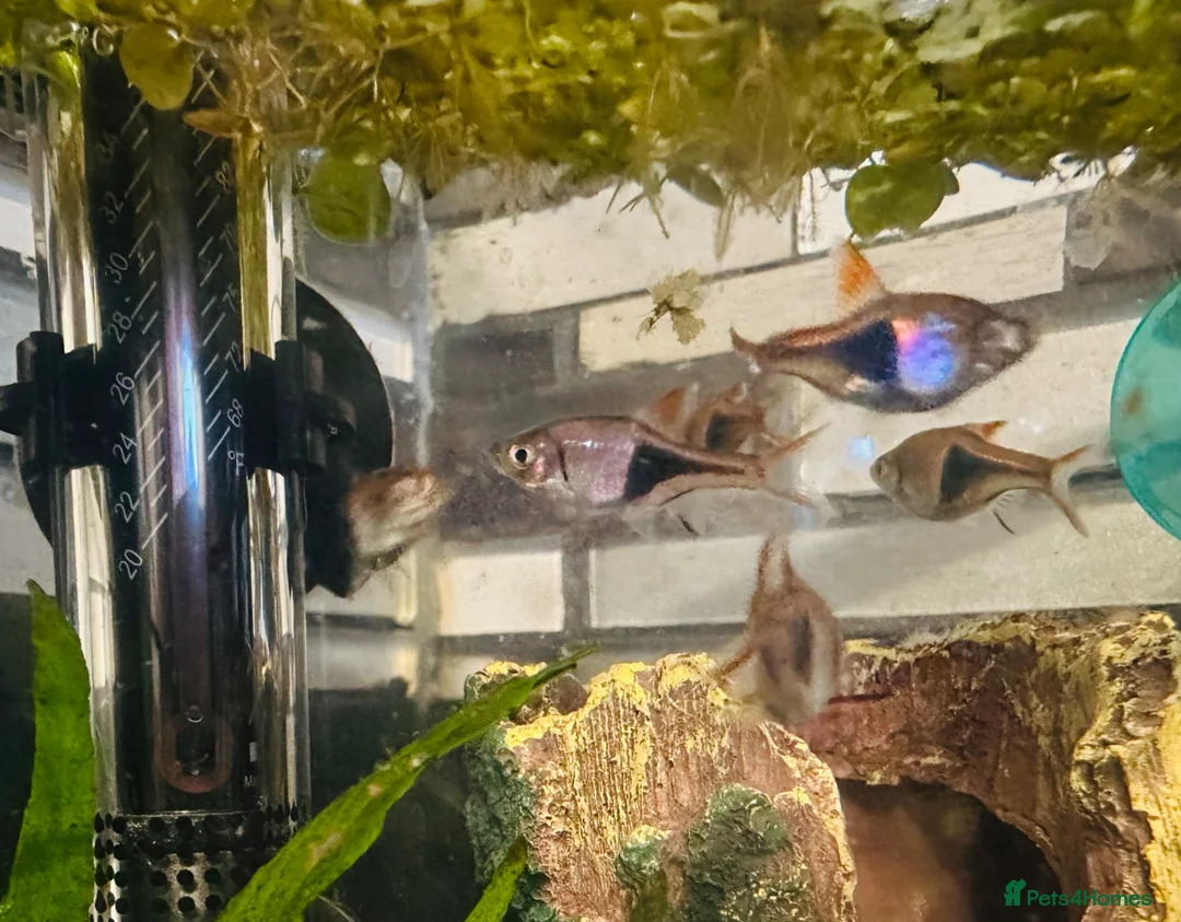 Rasboras fish for sale: X6 HarleQuin Rasboras  in Nottingham - Advert 3