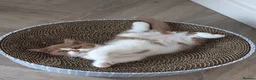 British Shorthair cats for sale: GCCF British Shorthair kittens  - Advert 8