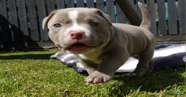 American Bully dogs - Advert 6