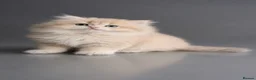 British Shorthair cats for sale: Exceptional GCCF Golden British Shorthair Kittens - Advert 9