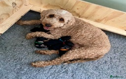 Cockapoo dogs for sale: Cockapoo x Toy Poodle puppies Phantom coloured - Image 5