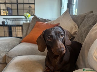 Miniature Dachshund dogs miniature dachshund for sale - Advert 6