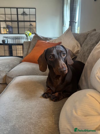 Miniature Dachshund dogs miniature dachshund for sale - Advert 1