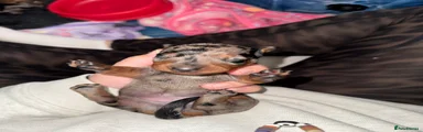 Miniature Dachshund 4