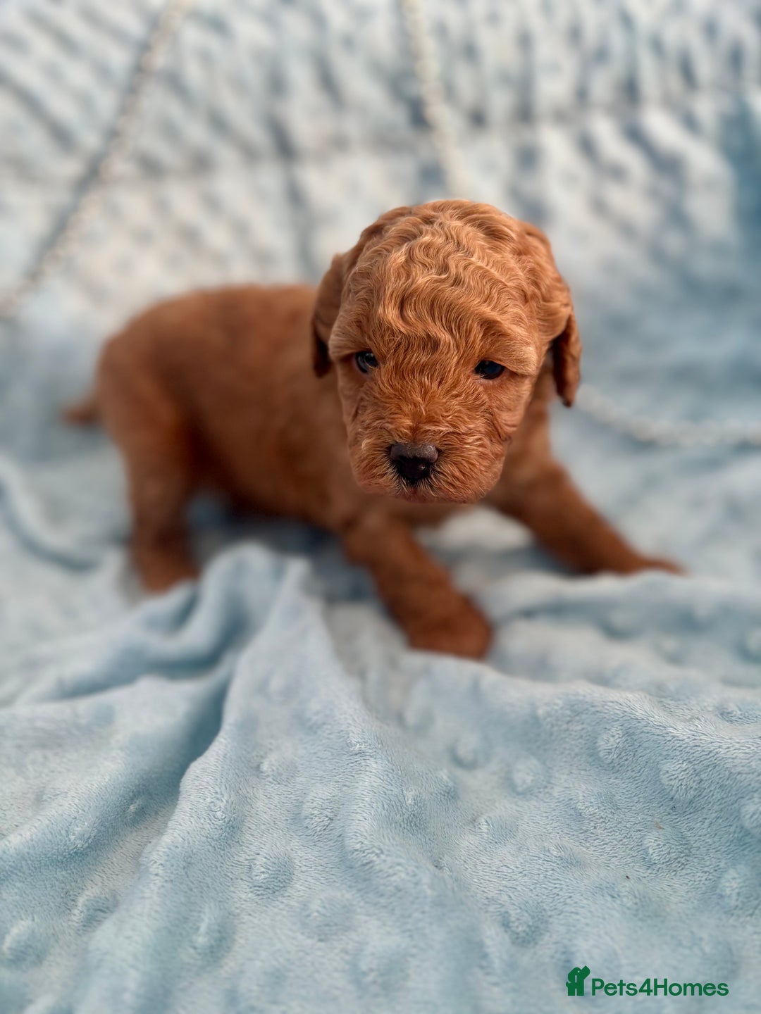 Toy Poodle dogs for sale: KC registered toy poodles - Advert 13