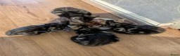 Mixed Breed cats for sale: Four beautiful tabby kittens - Advert 9