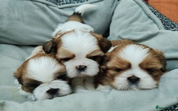 Shih Tzu dogs for sale: Shih Tzu - Image 7
