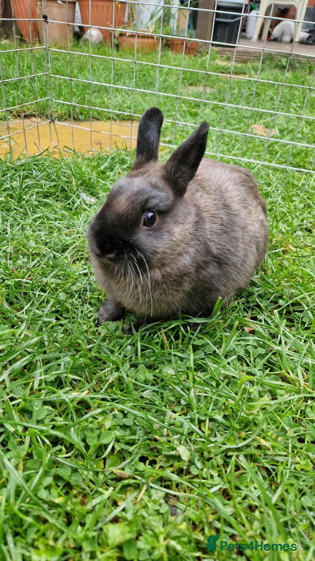Netherland Dwarf rabbits for sale: Netherlands Dwarf - Image 5