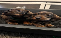 Dachshund dogs for sale: Wire haired daschund pups in Saltburn-by-the-Sea - Image 3