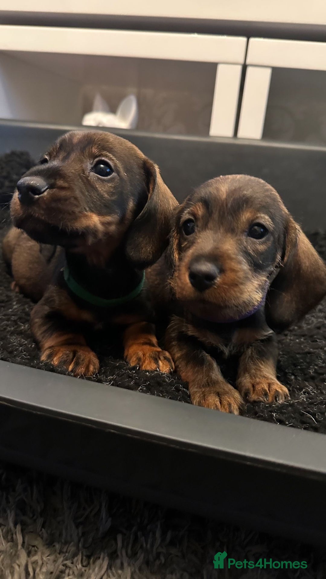 Dachshund dogs for sale: Wire haired daschund pups in Saltburn-by-the-Sea - Image 3
