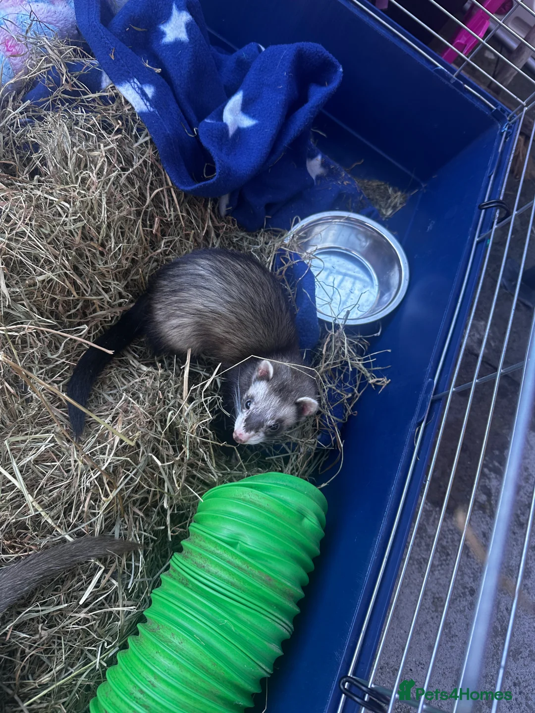 Ferret rodents for sale: Female ferret with indoor cage - Advert 4