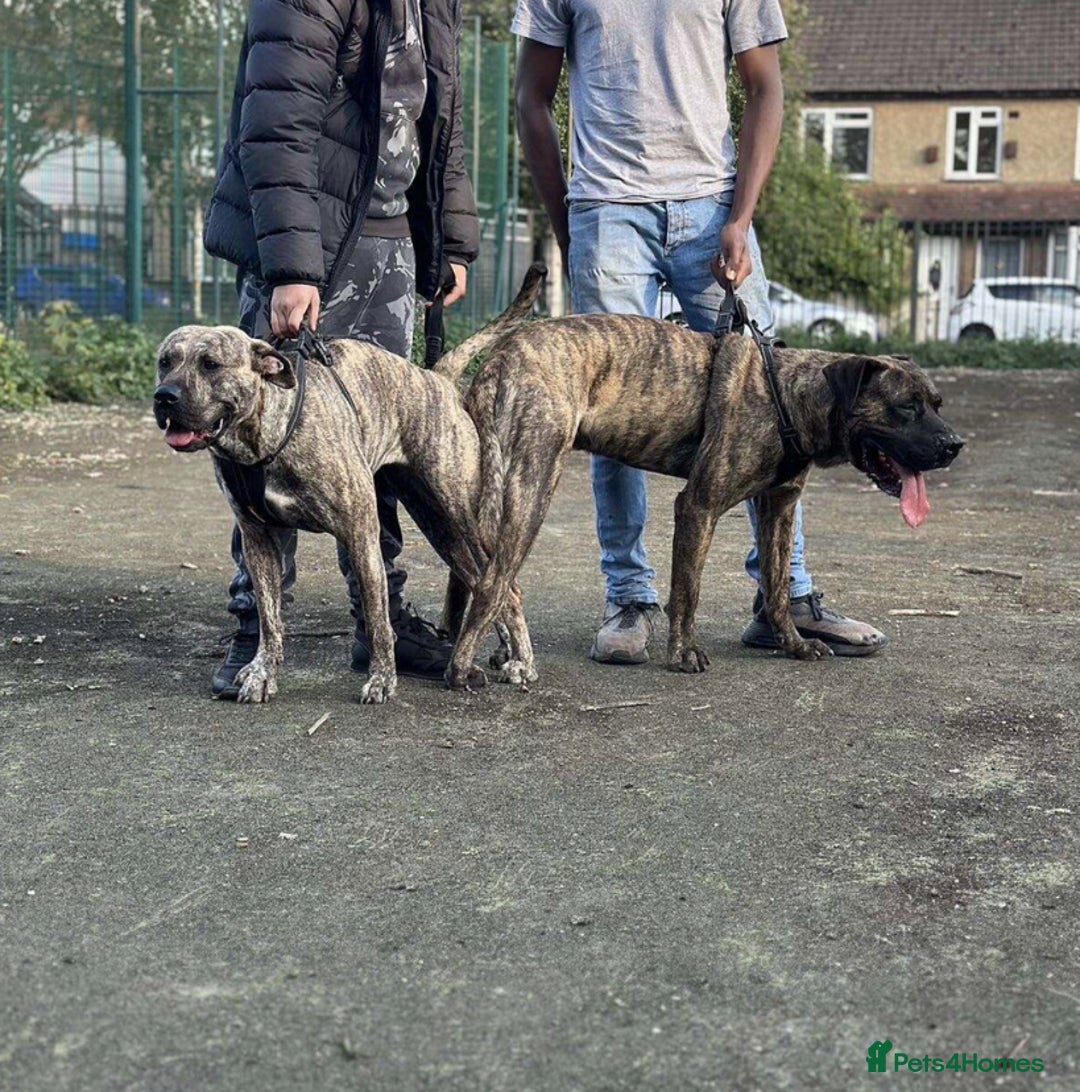 Presa Canario dogs for stud: Working line Presa for stud puppy deals available  - Image 9