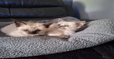 Ragdoll cats - Advert 10