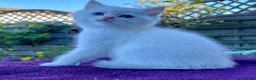 British Shorthair cats for sale: Golden, Golden Colourpoint & Silver Tipped - Advert 7