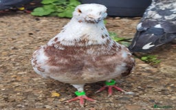 Pigeons birds for sale: Pigeons [Semi Hand-Raised] - Fancy & Racing Breeds - Image 18