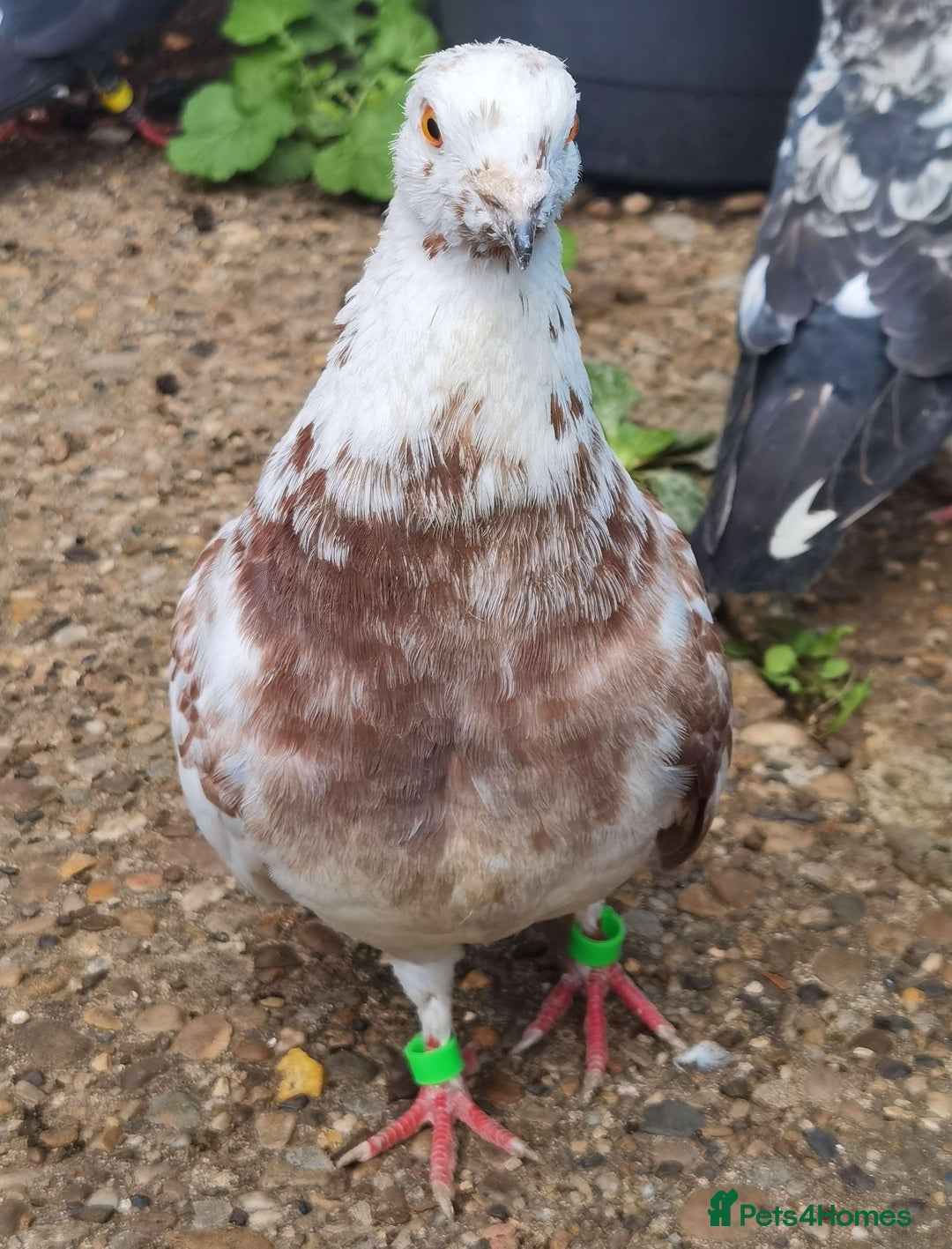 Pigeons birds for sale: Pigeons [Semi Hand-Raised] - Fancy & Racing Breeds - Image 18