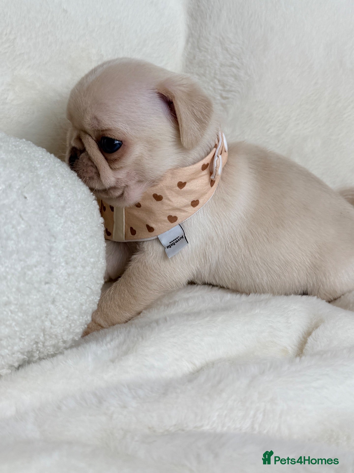 Pug dogs 3rd generation pugs 1 boy available  - Advert 2